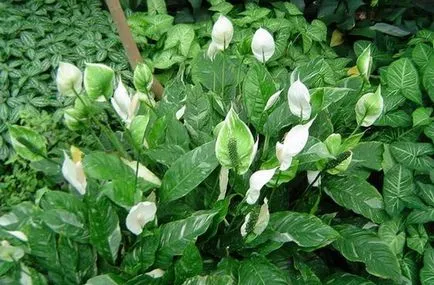 Spathiphyllum (női boldogság) - ültetés és ápolási otthon, tenyésztés, fotók, hogyan