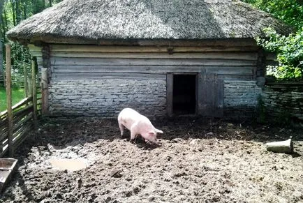 Tippek a süldők otthon