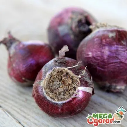 virágüzlet tippeket, hogyan kell helyesen gondozni a jácint a kertben (jácint) Tippek virágüzlet, hogyan kell helyesen gondozni a jácint, a kertben