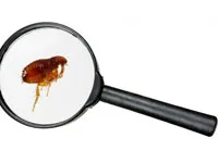 Hogyan lehet megszabadulni a woodlice a lakásban, hogy őket a házból, fürdőszoba