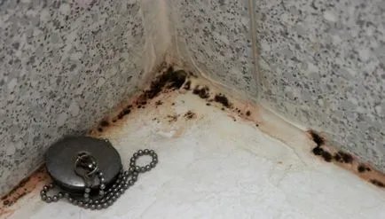 Hogyan lehet megszabadulni a penész a fürdőszobában, anti-gomba - a vezető penész (megszabadulni) Hogyan lehet megszabadulni a penész a fürdőszobában, anti-gomba - a vezető penész