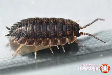 Hogyan lehet megszabadulni a woodlice a lakásban