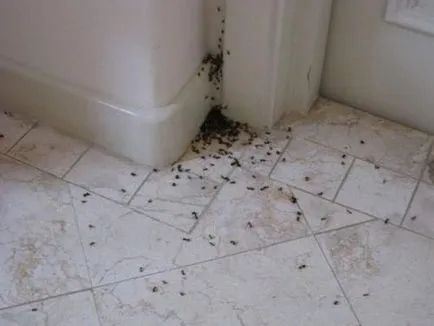 Hogyan lehet megszabadulni a woodlice a lakásban, hogy őket a házból, fürdőszoba
