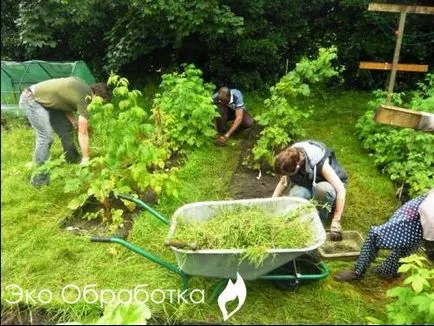Hogyan lehet megszabadulni a gyomok és a fű a helyén örökre