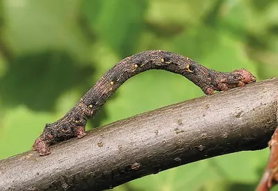 Mint hangya haza siet, a tudomány és az élet