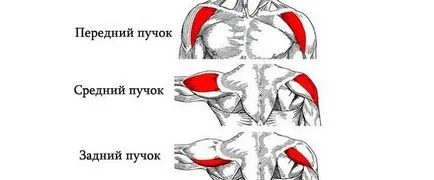 Hogyan építsünk vállak otthon gyorsan súlyzókkal (feltételek) Hogyan építsünk vállak otthon gyorsan súlyzókkal