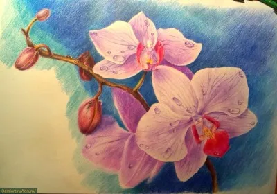 Hogyan kell felhívni orchidea fokozatosan színes ceruzák