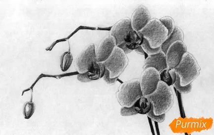 Hogyan kell felhívni állapotok orchidea ceruza (ceruza) Hogyan kell felhívni a ceruzát orchidea szakaszaiban