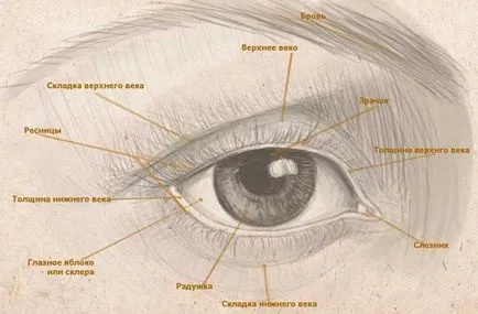 Hogyan kell felhívni az emberi szem ceruza szakaszos videók kezdőknek (döntetlen) Hogyan kell felhívni az emberi szem ceruza kezdőknek lépésről lépésre video
