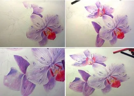 Hogyan kell felhívni a ceruza orchidea állapotok 1