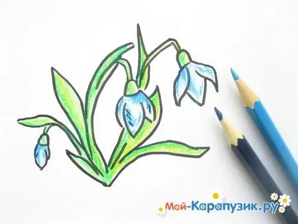 Hogyan kell felhívni a hóvirág ceruza szakaszában (hóvirág) Hogyan kell felhívni a ceruzát hóvirág szakaszokban