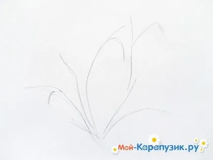 Hogyan kell felhívni szakaszában hóvirág ceruza (ceruza) Hogyan kell felhívni a ceruzát hóvirág szakaszokban