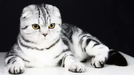 Hogyan kell elnevezni Scottish fold kiscica fiú (skót) Hogyan kell elnevezni Scottish fold kiscica fiú