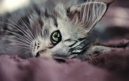 Hogyan kell elnevezni a cat gray felülvizsgálat becenevek fiúk és lányok (cat) Hogyan kell elnevezni a cat gray felülvizsgálat becenevek fiúk és lányok