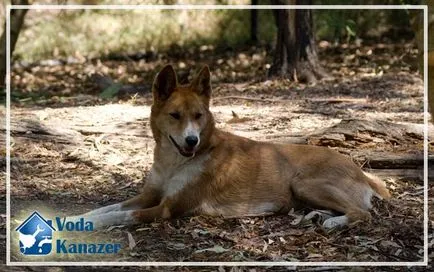 Ami víz jusson a helyszínen, és hogy meghatározzák a víztartó