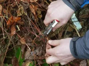 Ami a növényi klematisz dús virágzás, vagy három csoporttal klematisz vágás (trim) Hogyan lehet csökkenteni a klematisz buja virágzás, vagy három csoporttal klematiszokat metszés