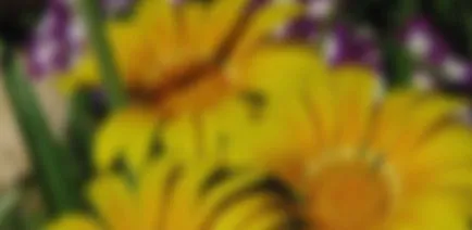 Hogyan lehet díszíteni egy erkély virágok - virágok az erkélyen (fotó) (hogyan díszíteni erkély virággal) Hogyan lehet díszíteni egy erkély virágok - virágok az erkélyen (fotó)