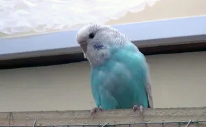 Hogyan állapítható meg, a szex a hullámos papagáj, fotók és videó (nőstények szüksége hímek) Hogyan állapítható meg, a szex a hullámos papagáj, fotó és videó