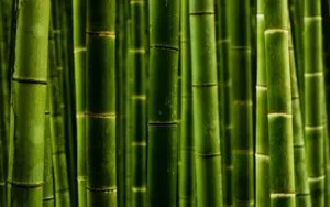 Hogyan újratelepítési bambusz árnyalatok transzplantációs cserepes fajták és dísznövény fajok tereprendezés