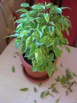 Átültetett ficus otthon lépésekben (kezelési vásárlás után)
