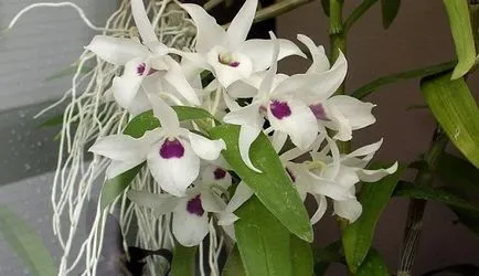Ahogy Dendrobium átültetett otthon