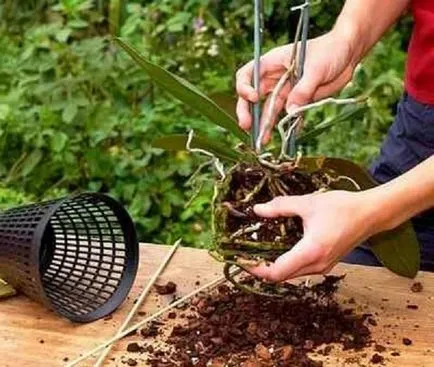 Ahogy Dendrobium átültetett otthon