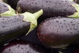 Hogyan növény squash