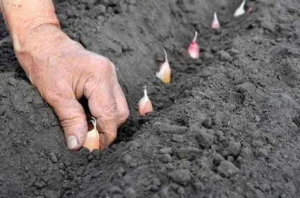 Hogyan növény fokhagymát ősszel és amikor gyűjteni a nyári betakarítás - az életem (növény) Hogyan növény fokhagymát ősszel, és amikor a betakarítás nyári - az életem