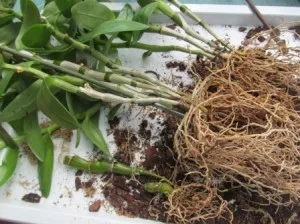 Hogyan transzplantáció és népszerűsítése orchidea Dendrobium, ízek és színek a egészségügyi szépség