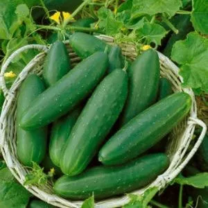 Hogyan készüljünk uborka vetésre - kerti gond nélkül (mag) Hogyan készüljünk uborka vetésre - kerti gond nélkül