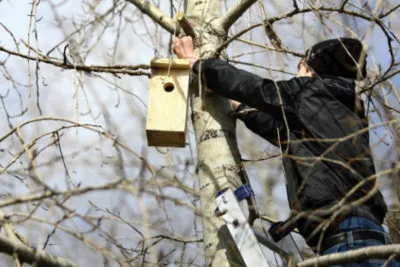 Hogyan akasztani a madárház a bíboros