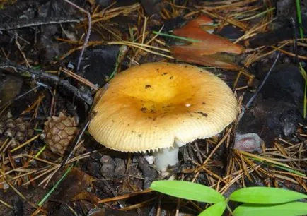 Főzni gombát Russula