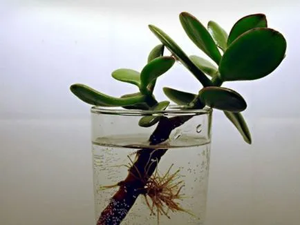 Hogyan kell ülni a pénz fa elhagyja otthonát (SIT) Mivel a pénz fa otthon ülni levelek