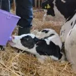 Hogyan kell hígítani tejpor borjak számára (sok különböző vitaminok) Hogyan kell hígítani az tejpor borjak számára