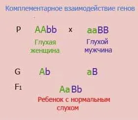 Hogyan lehet megoldani a problémát a genetika biológia