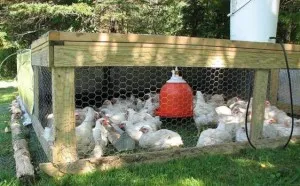 Hogyan növény és gondozása a broiler csirkék (okozhat) Hogyan növény és gondozása a broiler csirkék