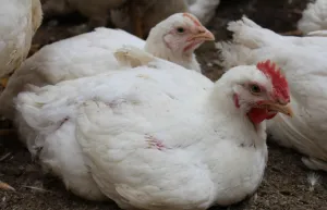Hogyan növény és gondozása a broiler csirkék (ellátás) Hogyan növény és gondozása a broiler csirkék