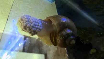 Ahogy szaporodnak szárazföldi csiga (cochlea) Hogyan szaporodnak szárazföldi csigák