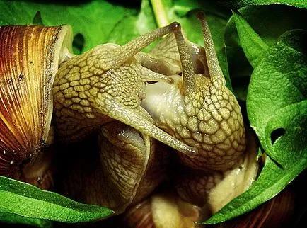 Ahogy szaporodnak szárazföldi csiga (cochlea) Hogyan szaporodnak szárazföldi csigák