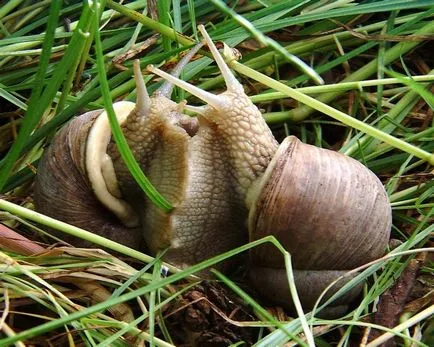 Ahogy szaporodnak szárazföldi csiga (cochlea) Hogyan szaporodnak szárazföldi csigák