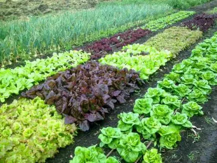 Hogyan készítsünk egy váza ki a kereket (pot) Hogyan készítsünk egy váza ki a kereket