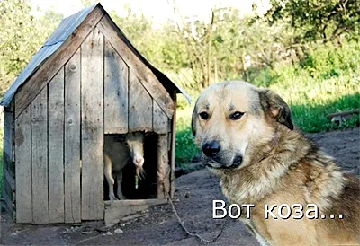 Vers körülbelül egy kecske, olvasóterem spr