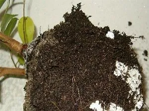 Hogyan törődik ficus az otthoni gondozás szabályok (kezelési eltávolítása megbetegedett levelek) Hogyan törődik ficus az otthoni gondozás szabályok