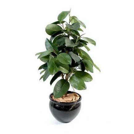 Hogyan törődik ficus az otthoni jobb