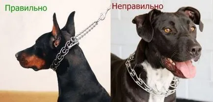 Hogyan válasszuk ki a nyakörvet a kutya (kutya) Hogyan válasszuk ki a gallér kutyák