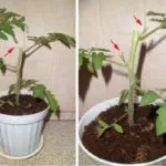 Hogyan Grow Victoria, hétvégi házak