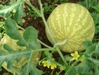 Hogyan növekszik a görögdinnye - előállítására palánták és agrotechnika