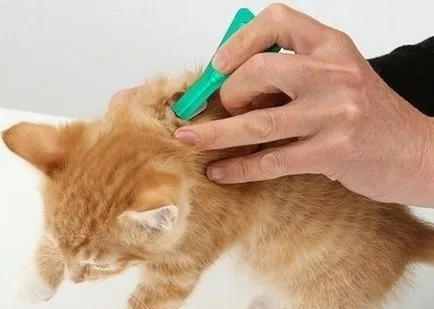 Hogyan hozzuk bolhák a macska, mint szállít (mosni, kend, fű, fogantyú) állati és teljesen