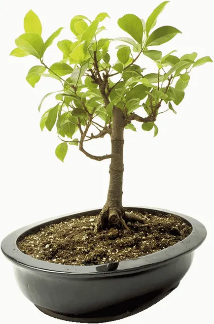Hogyan növekszik a nektarin egy kő - és transzplantációs ellátás
