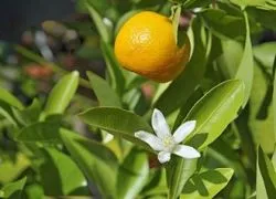 Calamondin - otthoni gondozást